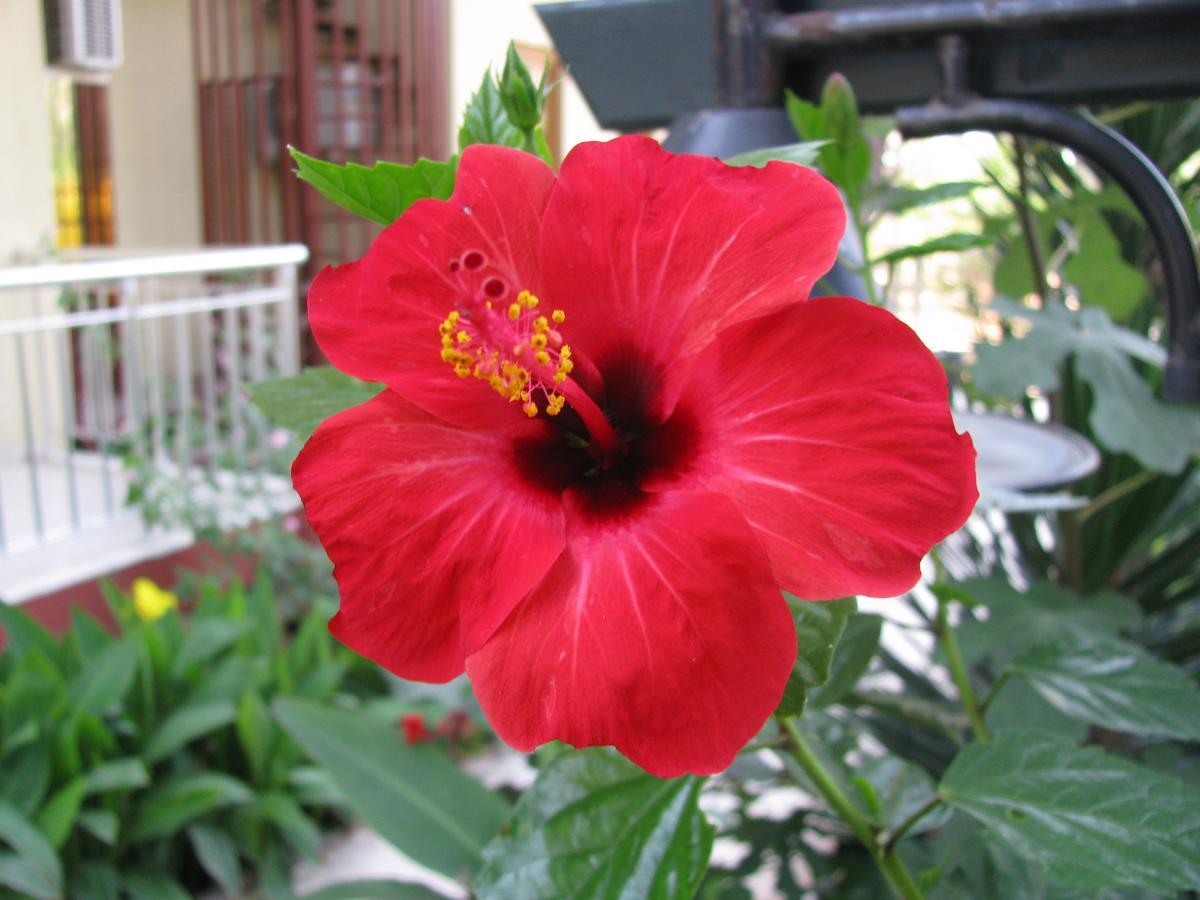 Hotel Sumela Garden 贝尔迪比 外观 照片